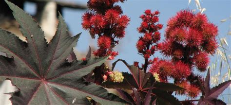 Der name der zier und heilpflanze, aus deren fettreichen samen das als abführmittel bekannte rizinusöl gewonnen wird, ist aus dem lat. Rizinus, Ricinus communis