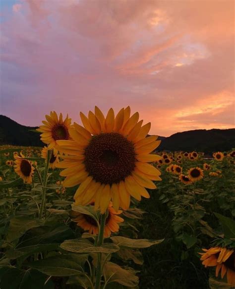 🌻sunflowers🌻 Sunflower Sky Sun Sunset Orange Nature Beautiful Sunshine
