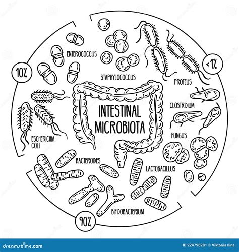 Vector Infographics Of The Human Gut Microbiota Stock Vector