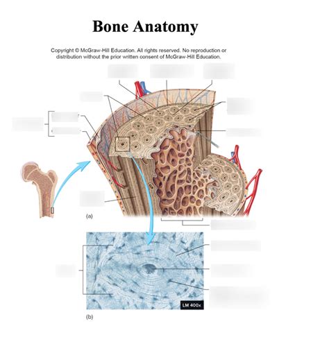 Bone Anatomy Diagram Quizlet