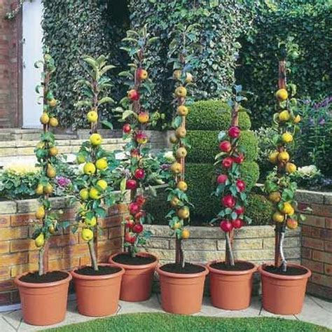 fruit trees garden (20) | Garden plant pots, Dwarf fruit trees, Fruit garden