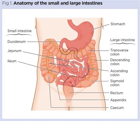 This junction is where the duodenum receives bile to. Large Intestine Parts In Order | Bruin Blog