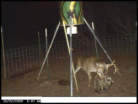 Some are as easy as a piece of 4 inch pvc pipe with a 45 degree splice glued to the bottom. Boston Legal's Ass: Life around a deer feeder