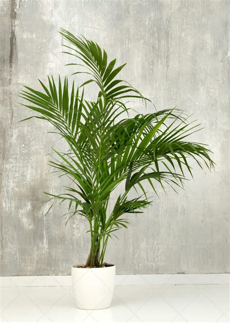 Potted Kentia Palm Plant Stock Photos Motion Array