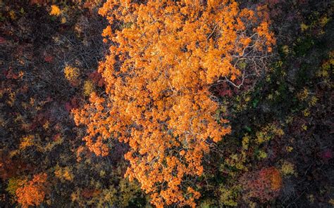 Download Wallpaper 2560x1600 Forest Trees Autumn Aerial View Nature