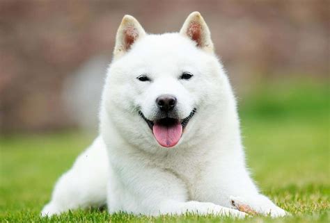 Hokkaido The Ultimate Dog Breed Guide Petdt