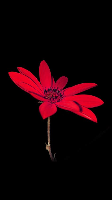 Awesome Flower Red Nature Art Dark Minimal Simple Iphone6