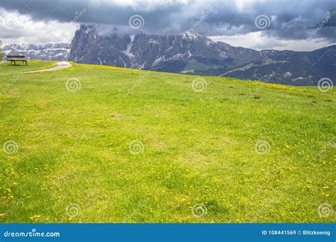 Blooming Dandelions Field In Alps Stock Image Image Of Forest Meadow