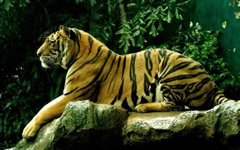 Gambar Wallpaper Keren HD Ukuran Besar