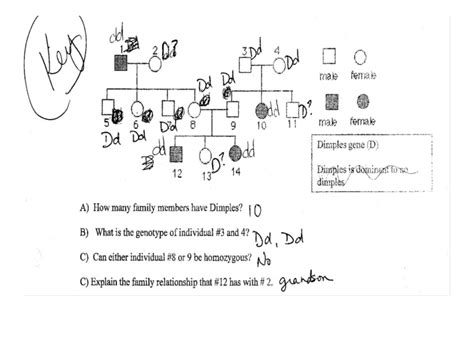 Genetics Pedigree Worksheet Answer Key Huntington S Disease | Free