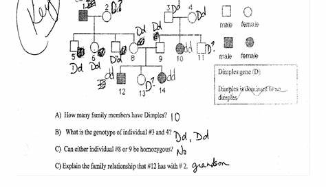 genetics pedigree worksheets