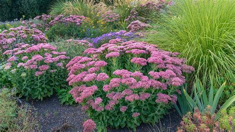 Weitere ideen zu gartenstauden, garten. Diese Stauden blühen im Spätsommer und Herbst | NDR.de ...