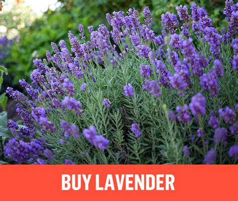 Growing Lavender Planting And Caring Buy Lavender Plants Garden Design