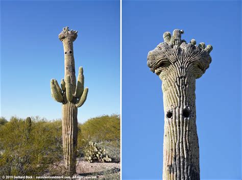Tohono Chul really is one of Tucson's best-kept secrets for desert