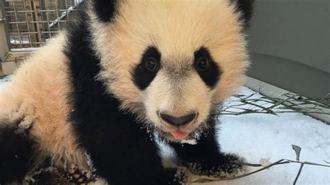 Panda Cub Bei Bei Is Unamused By Snow At National Zoo In Dc Abc News