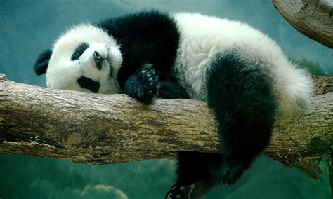 Free Photo Cute Panda Animal Cute Nature Free Download Jooinn