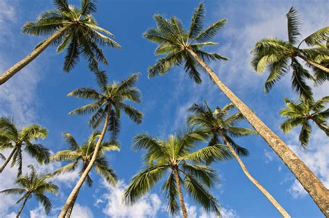 Coconut Palm Trees Hawaii Greg Vaughn Photography