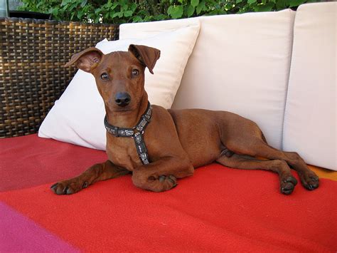 Many people crave having cute and adorable healthy pets. 23+ Minimal Shedding Medium Sized Short Hair Dog Breeds ...