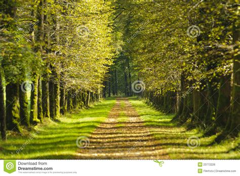 Tree Alley Royalty Free Stock Image Image 23772226