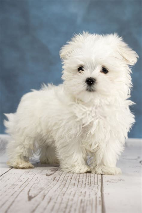White Maltese Puppy Puppy Maltese Maltese Puppy