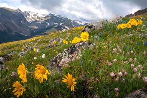 9 Best Hikes To See Wildflowers This Spring And Summer