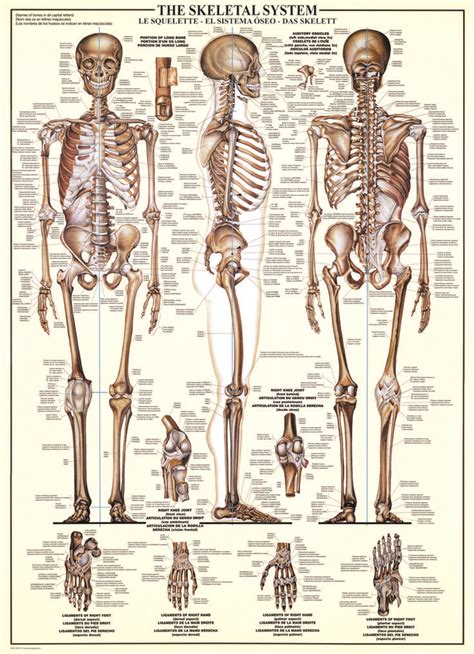 medical charts discovering  human body images
