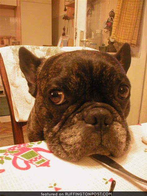 Sur.ly for drupal sur.ly extension for both major drupal version is. VIDEO: The Deadly Truth About Commercial Dog Food Exposed ...