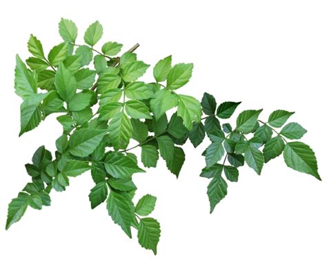 Green Leaves Png Background Png Play