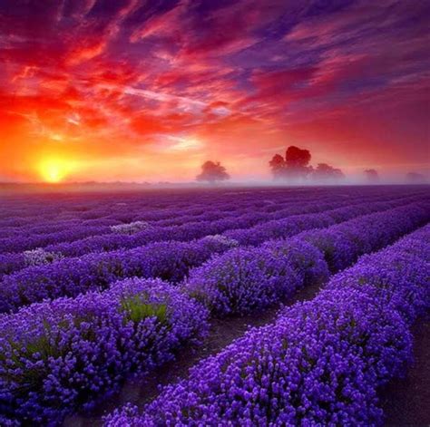 Breathtaking Sunset And Lavender Fields Nature Photography Landscape