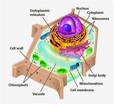 Fluid collects in the plant cell vacuole and pushes out against the cell wall. EL BAZAR DE PRIMARIA: SCIENCE (Teacher)