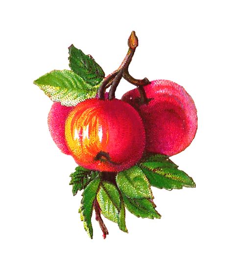 Antique Images Free Fruit Clip Art Apple And Plum Clip Art On