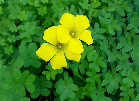 9 Common Grass Weeds With Yellow Flowers Identify And Treat