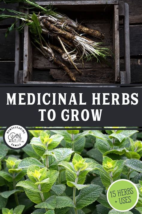 Growing Medicinal Herbs Can Be So Helpful To Make Homemade Remedies And