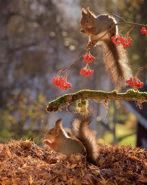Two Red Squirrels Feeding On Berries Photograph By Geert Weggen