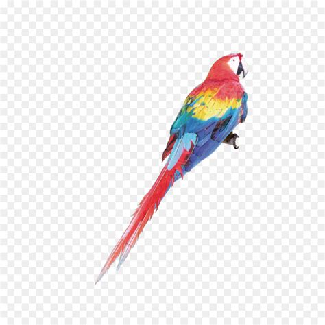 Harga 5 jenis burung lovebird biola termahal gambar. 10+ Ide Sketsa Gambar Burung Macaw - The Toosh