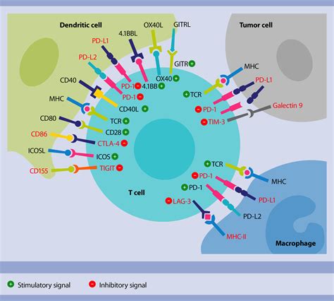 immune checkpoint analysis flow cytometry assays miltenyi biotec nederland