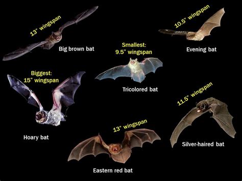 Digestive System Of Bat Sumostory