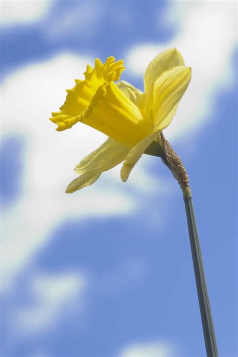 Daffodil And Clouds 2 Stock Photo Image Of Cloud Colourful 667120