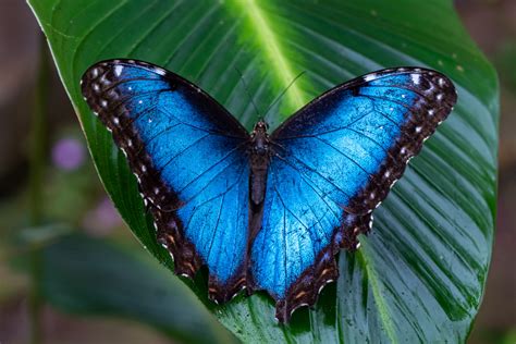 Blue Morpho Butterfly • Blue Morpho Butterfly