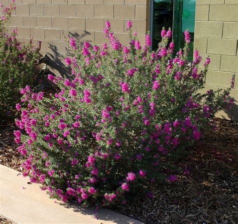 There are plants for almost every planting zone on this list. 10 Drought-Tolerant Shrubs That Thrive in Full Sun and ...