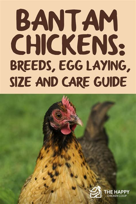 Bantam Chickens Breeds Egg Laying Size And Care Guide The Happy Chicken Coop Bantam