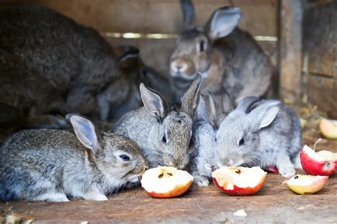 Can Rabbits Eat Apples Is It Safe Benefits And Risks