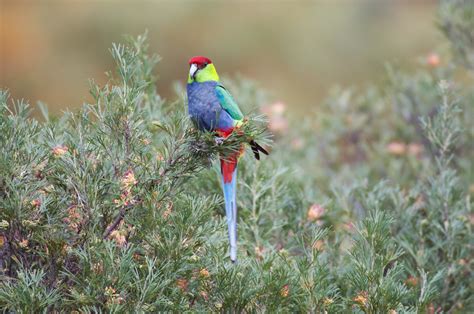 This Stunning Red Capped Parrot Has The Most Unfortunate Species Name