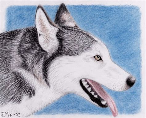 Siberian Husky T Art By Elkenar On Deviantart