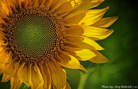 Interesting Facts About Sunflowers Just Fun Facts