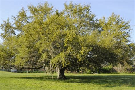 Live Oak Tree Facts Tips On Caring For Live Oaks In The Landscape