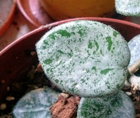 Silver plant hoya plants my secret garden colorful flowers indoor plants bloom leaves green houseplant. Hoya mathilde splash | Hoya plants, Indoor plants, House ...
