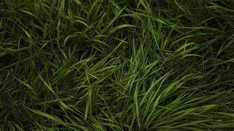 Grass Texture Wallpaper 2k Quad Hd Id3419