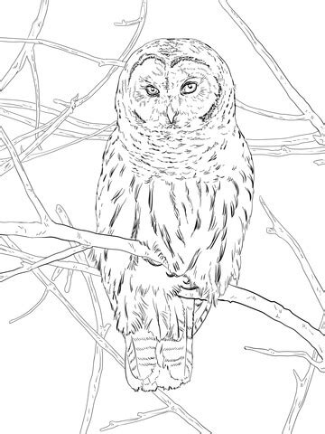 hoot owl coloring page  printable coloring pages