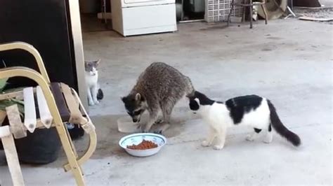 Raccoons are drawn to cat food, so don't leave animal food or water bowls outside. Raccoon Eats, Steals Cats' Food in Hilarious Escape - The ...